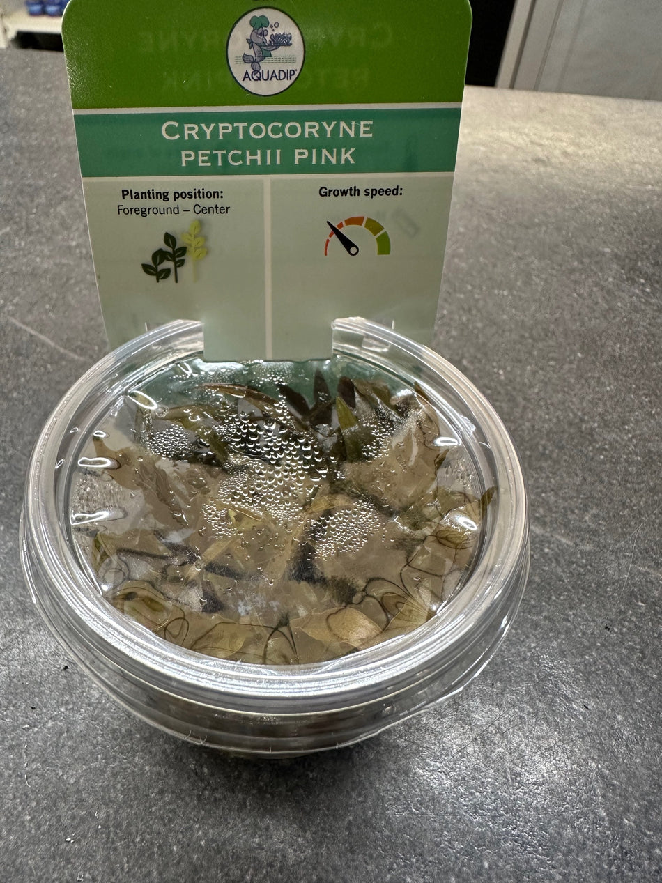 Cryptocoryne Petchii Pink Invitro Pot