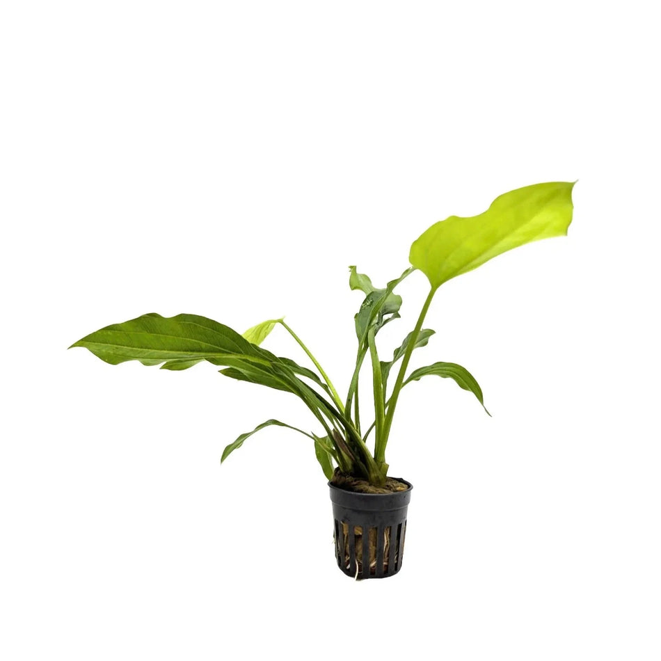 Echinodorus Argentinensis Potted
