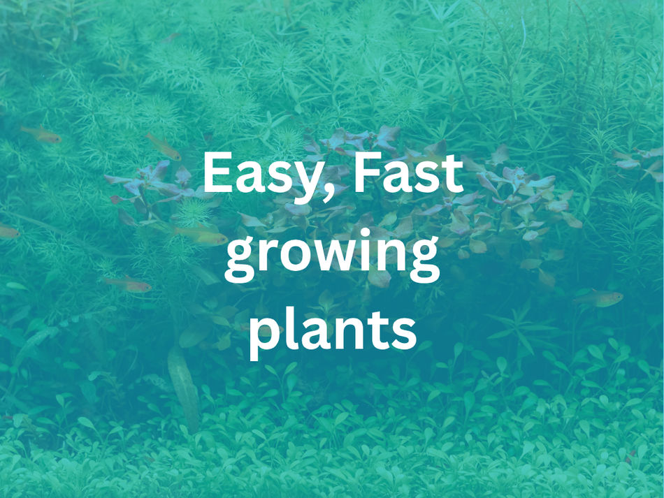 Echinodorus Harbich Potted Aquarium Plant