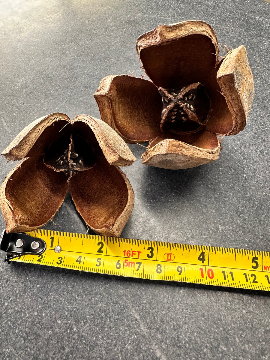 Swietenia Pods