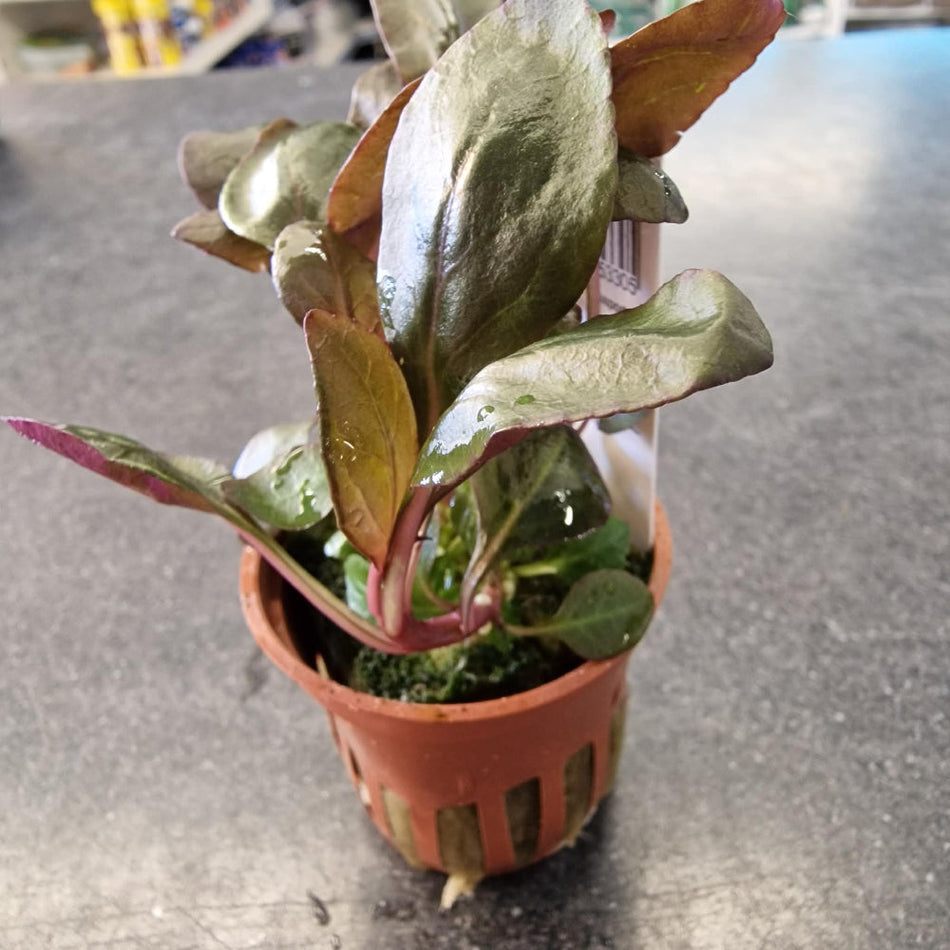 Lobelia Cardinalis Tropica Potted Aquarium Plant