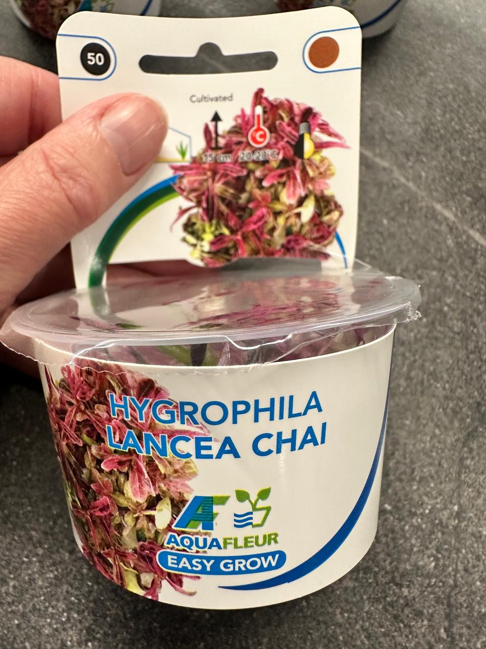 Hygrophila Lancea Araguaia Invitro Tropica