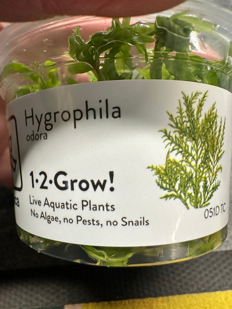 Hygrophila Odora Tropica Invitro Plant