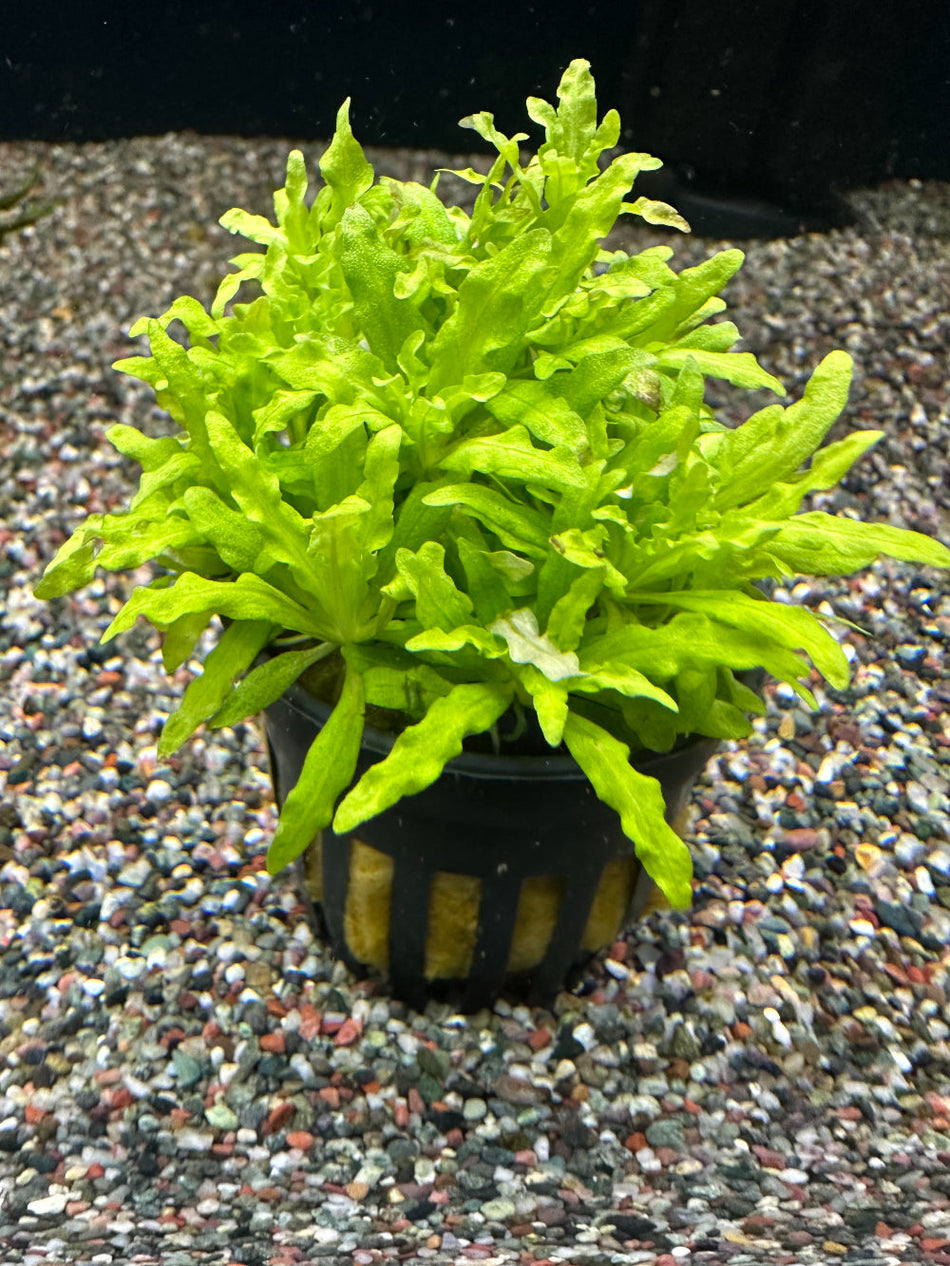 Tropica Pogostemon Helferi Potted