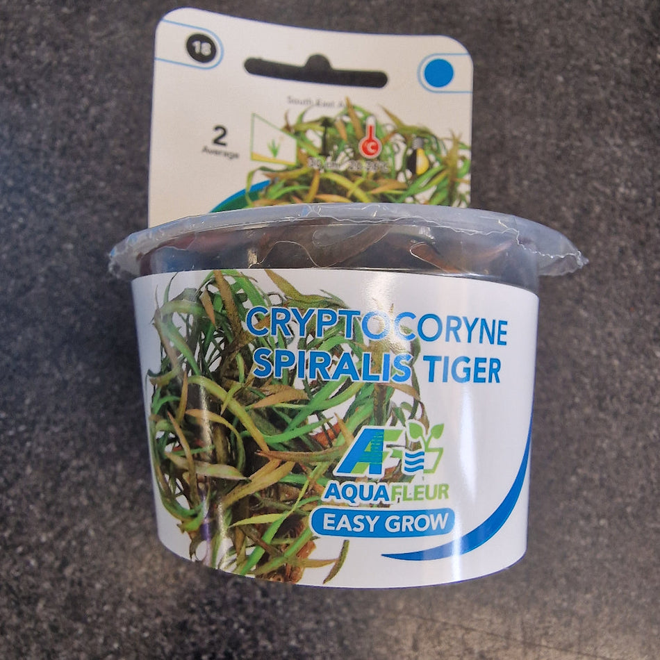 Cryptocoryne Spiralis Tiger Invitro