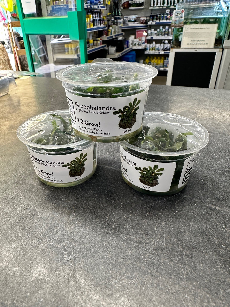 Bucephalandra Pygmaea Bukit Kelam Invitro (Tropica)