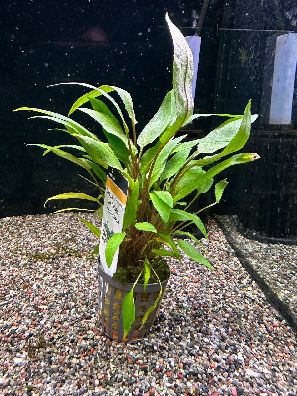 Cryptocoryne Undulatus Kesselmann Potted