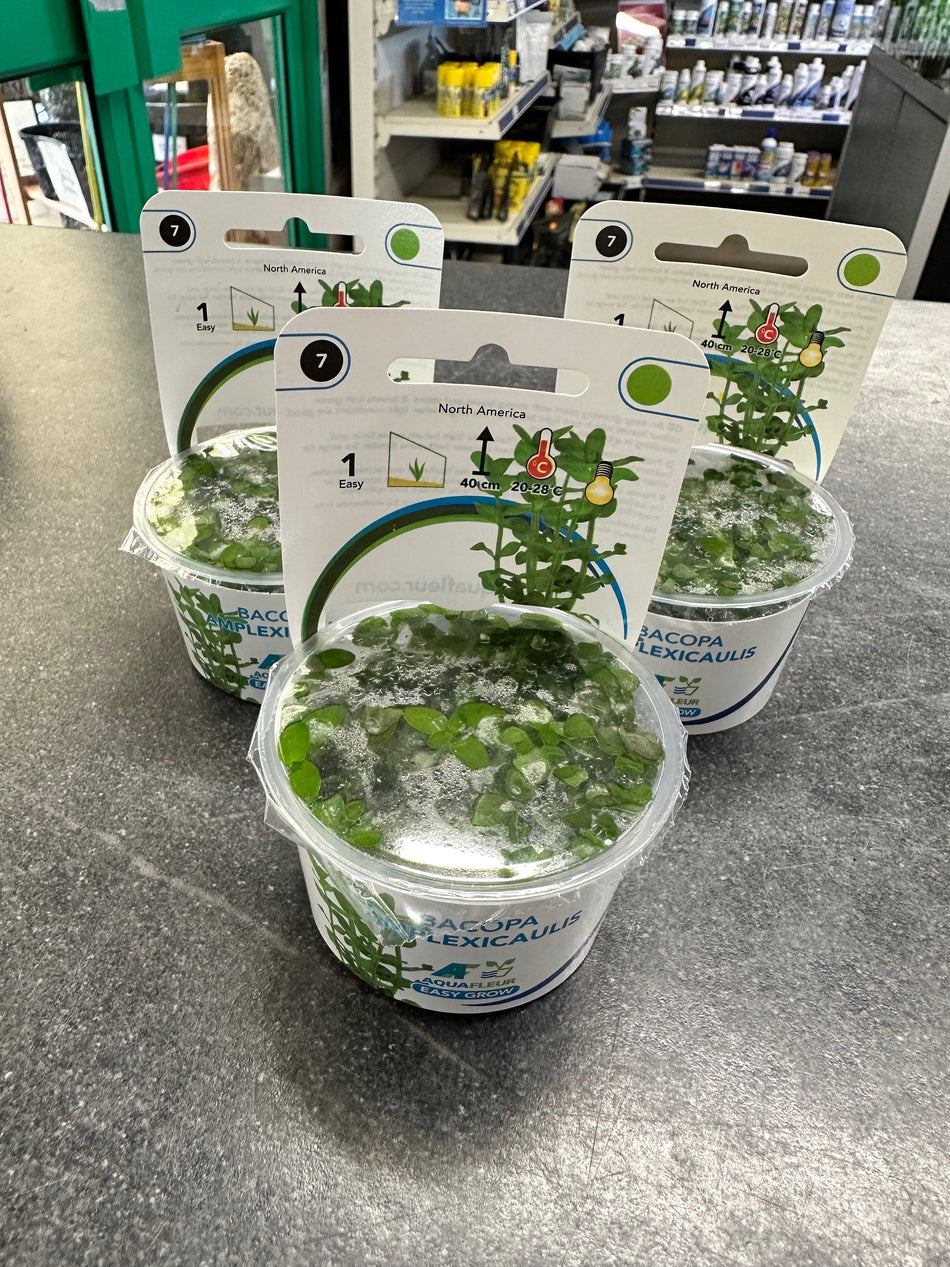 Bacopa Amplexicaulis Invitro Pot