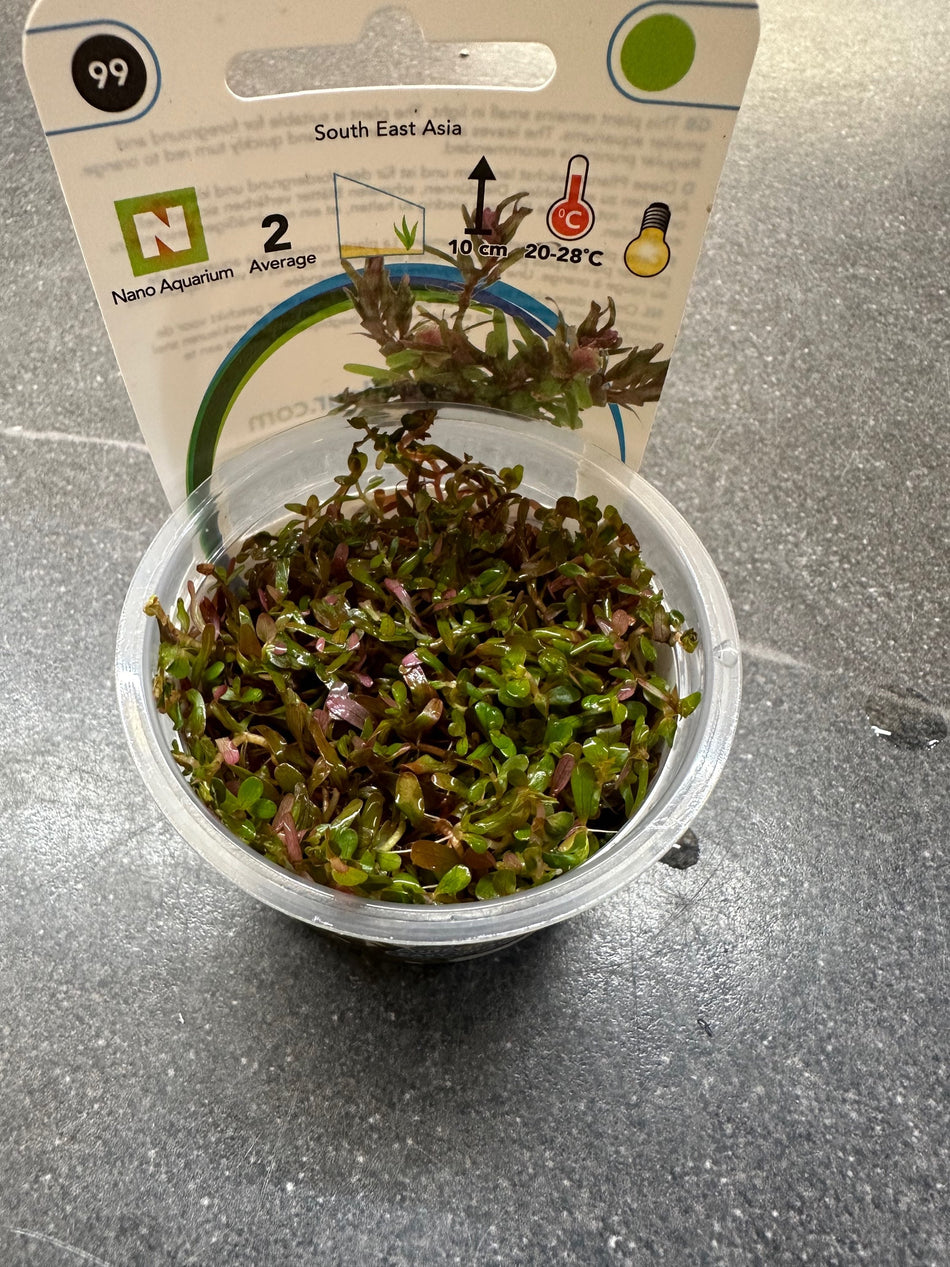 Rotala H'ra Invitro