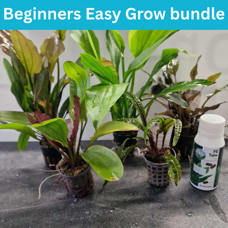Easy To Grow Cryptocoryne & Echinodorus Plant Bundle Perfect For Beginners