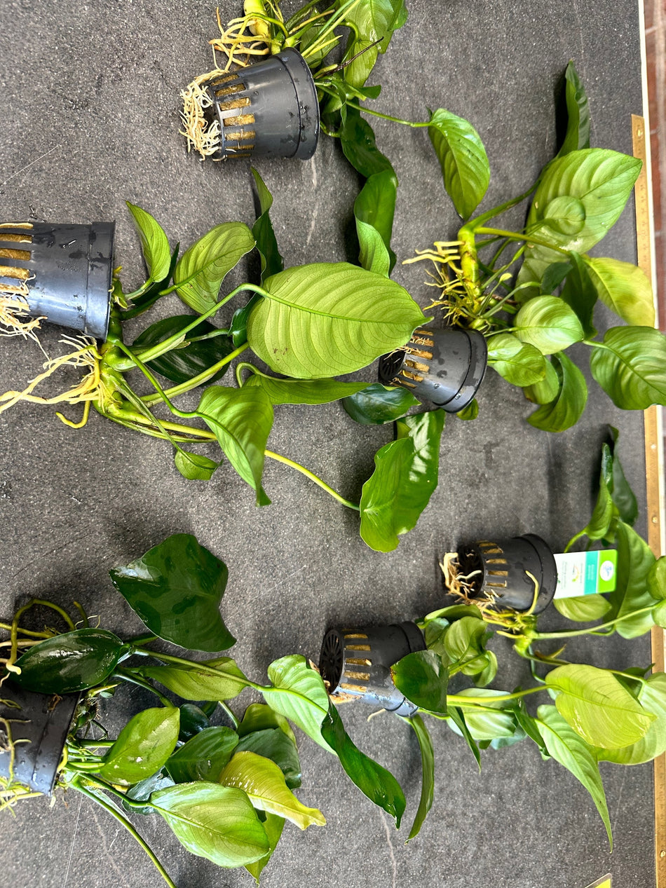 Anubias Barteri Aquarium Plant