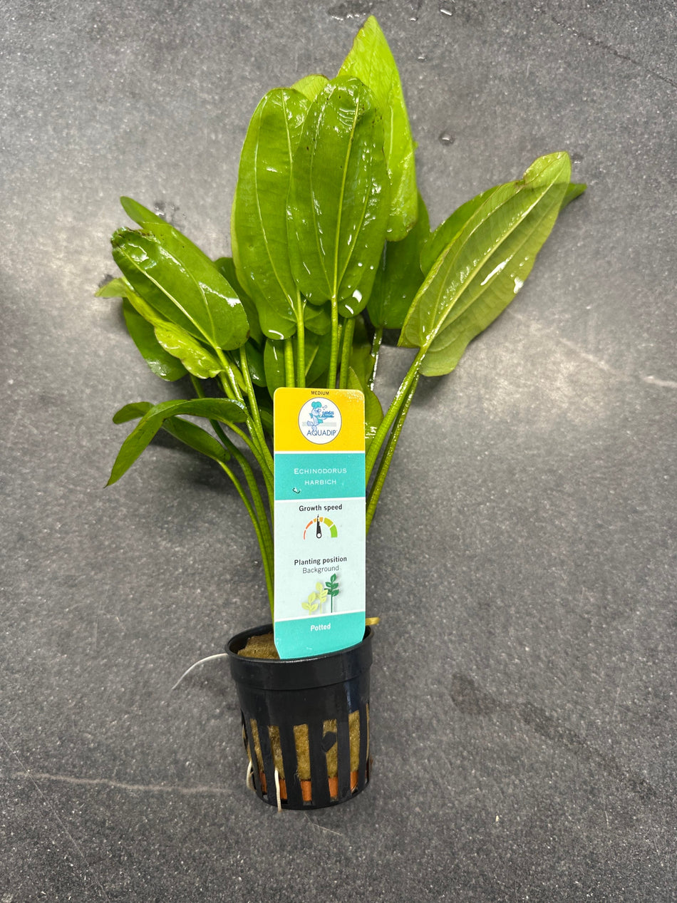 Echinodorus Harbich Potted Aquarium Plant