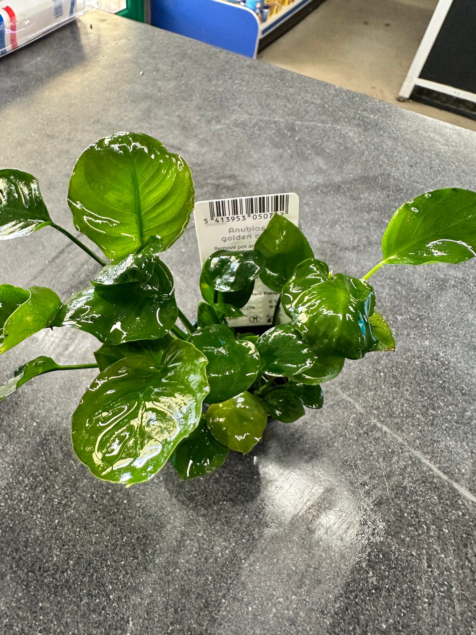 Anubias Gold Coin Potted Aquarium Plant