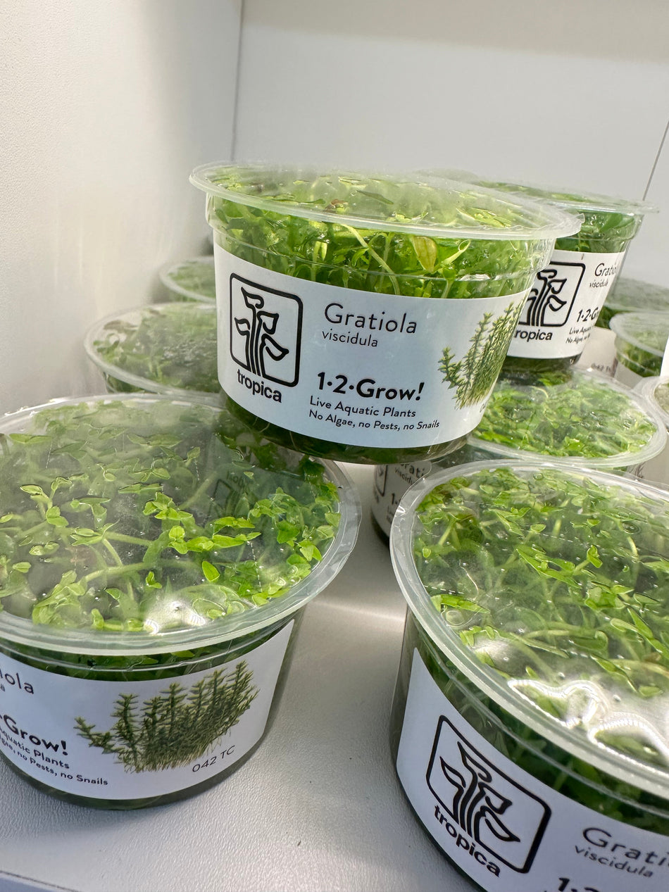 Tropica Gratiola Viscidula Invitro Pot
