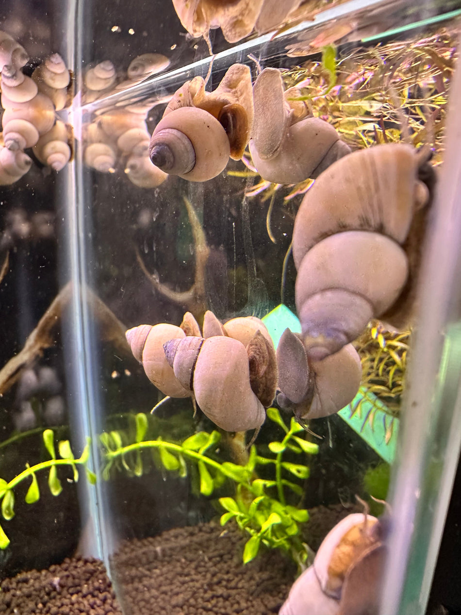 White Wizard Snail