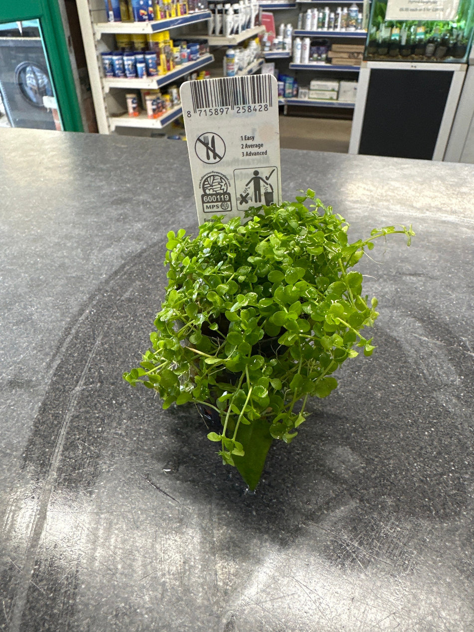 Micranthemum Monte Carlo Potted Aquarium Plant