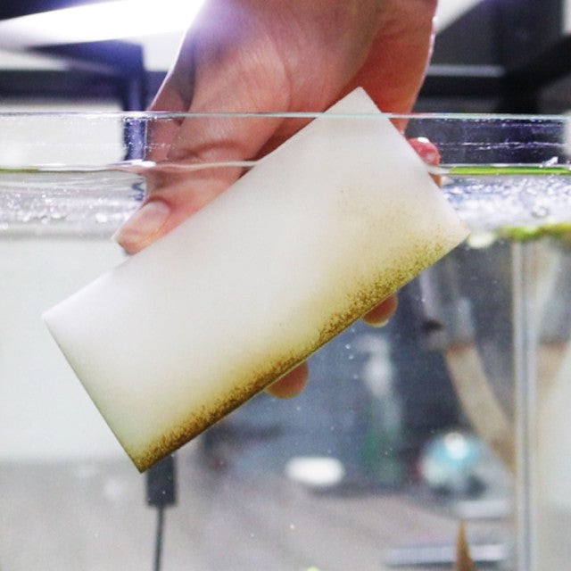 Pro Care Algae Sponge Nt Labs
