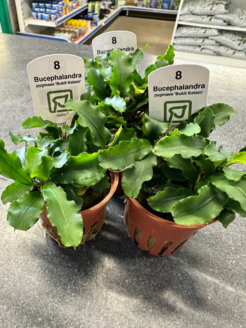 Bucephalandra Pygmaea 'Bukit Kelam' Potted Plant