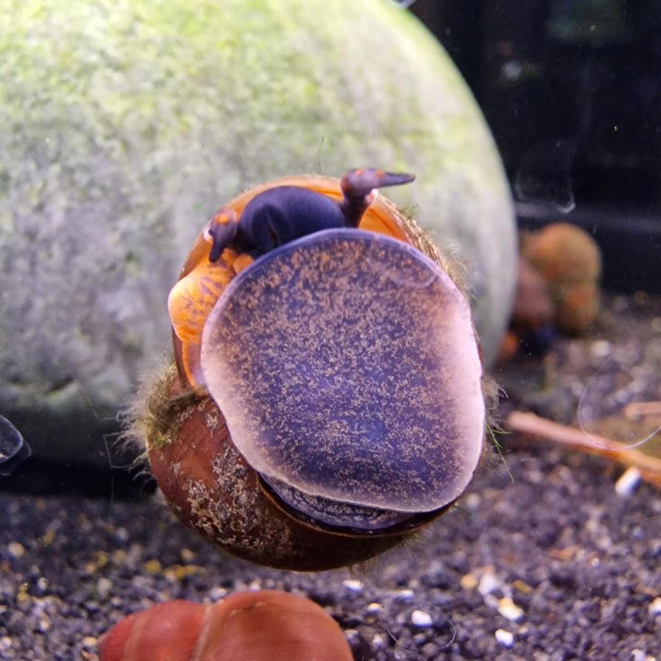 Blueberry Snail. Papua Viviparus
