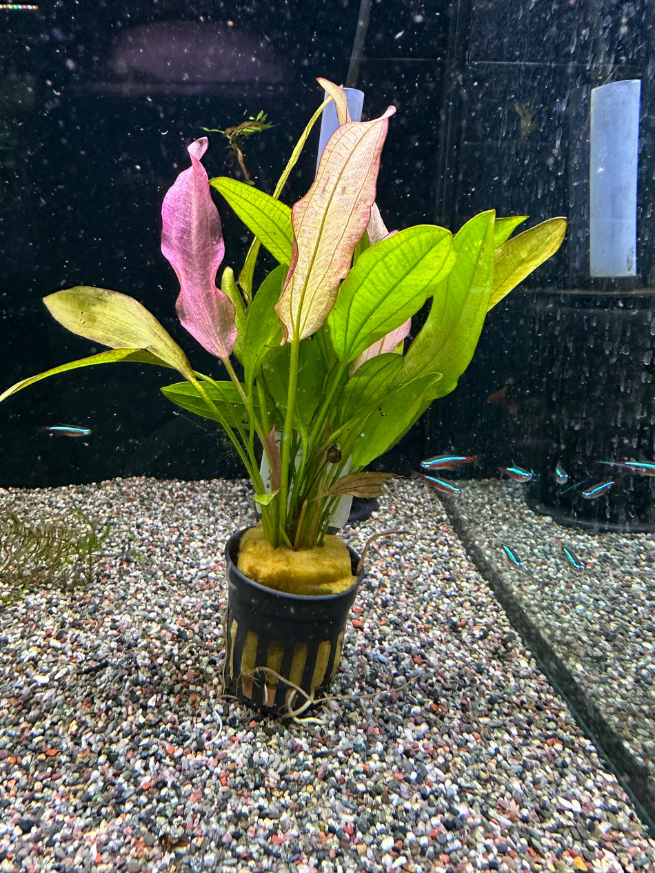 Echinodrus Rose Potted Aquarium Plant