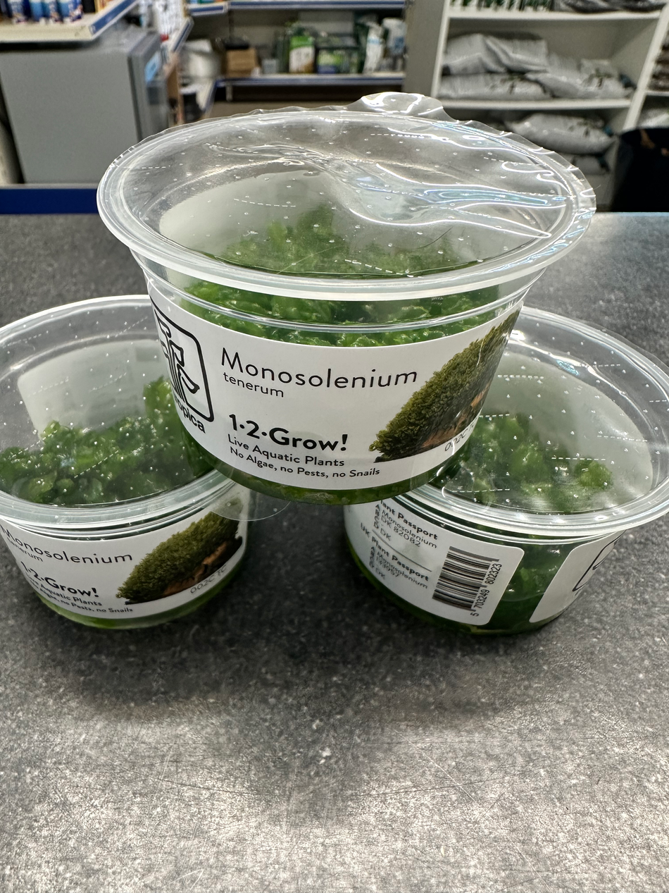 Monosolenium Tenerum Tropica Invitro