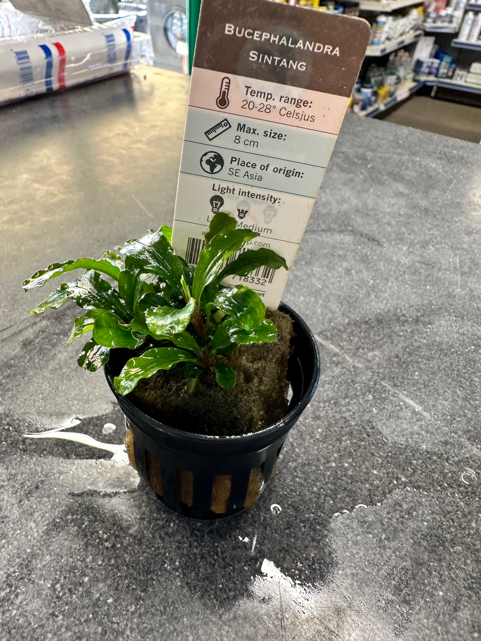 Bucephalandra Sintang Potted Aquarium Plant