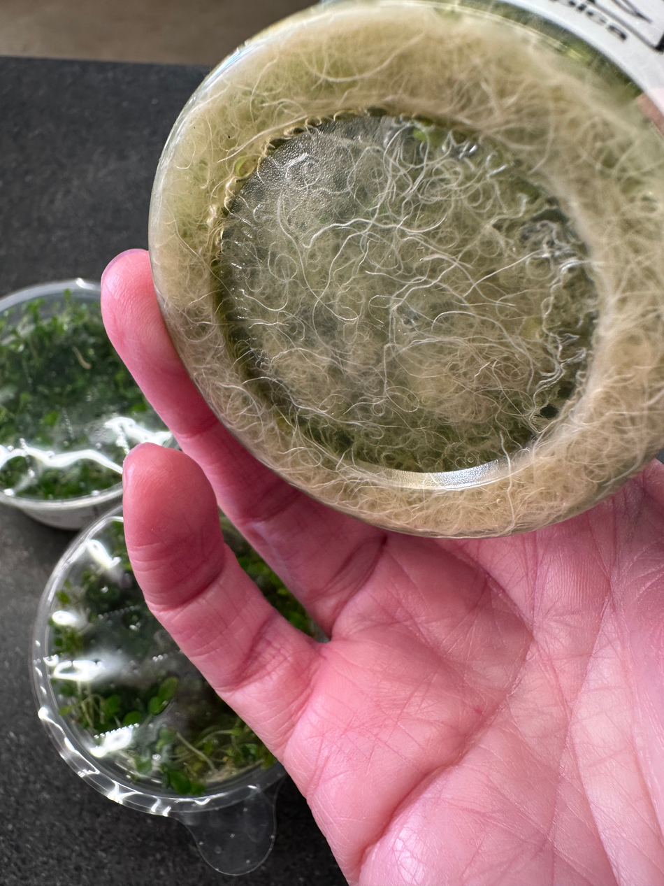 Glossostigma Elatinoides Invitro Pot Tropica