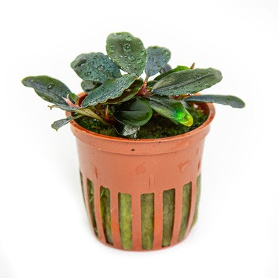 Bucephalandra Sordidula 'Blue' Tropica