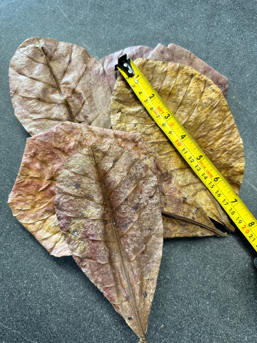 Catappa Leaves X1