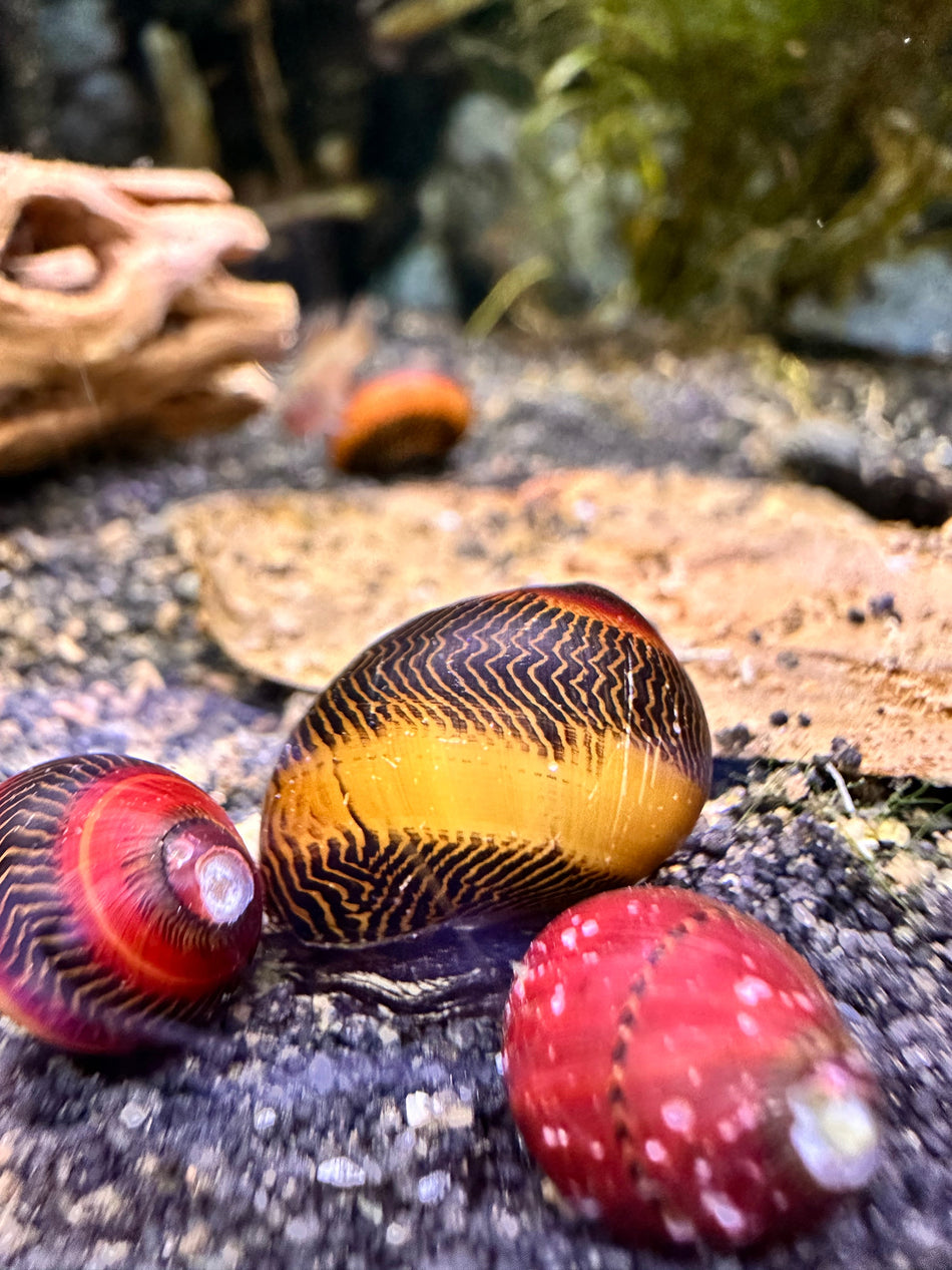 Red Racer Snail