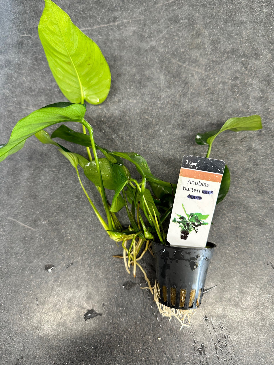 Anubias Barteri Aquarium Plant