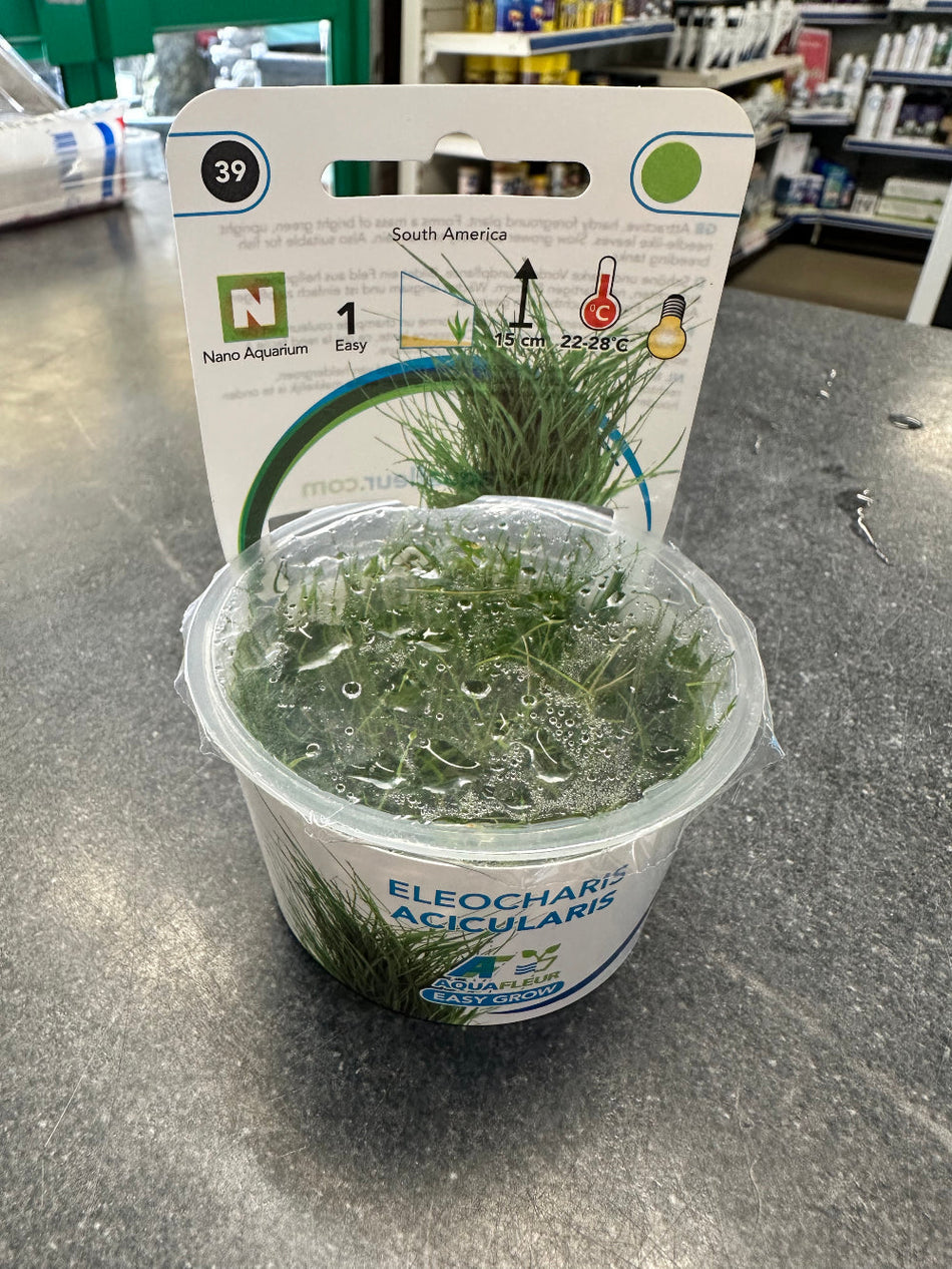 Eleocharis Acicularis Invitro Aquarium Plant