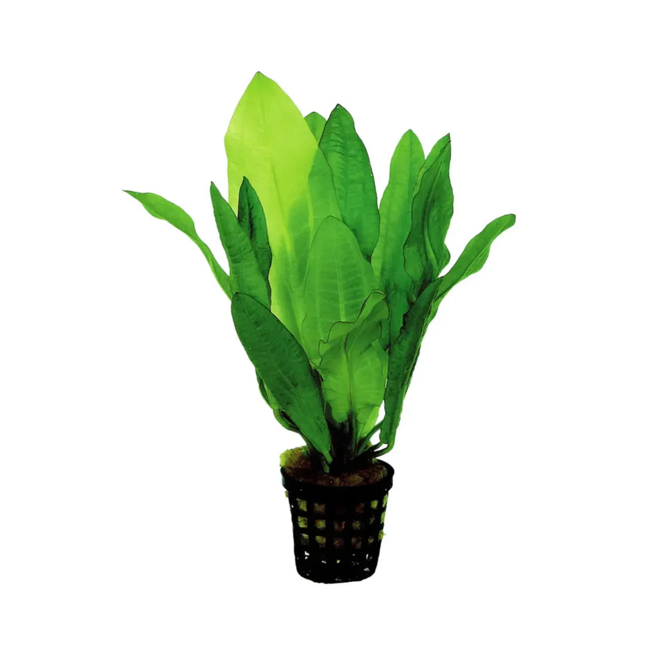 Echinodorus Martii Potted Aquarium Plant