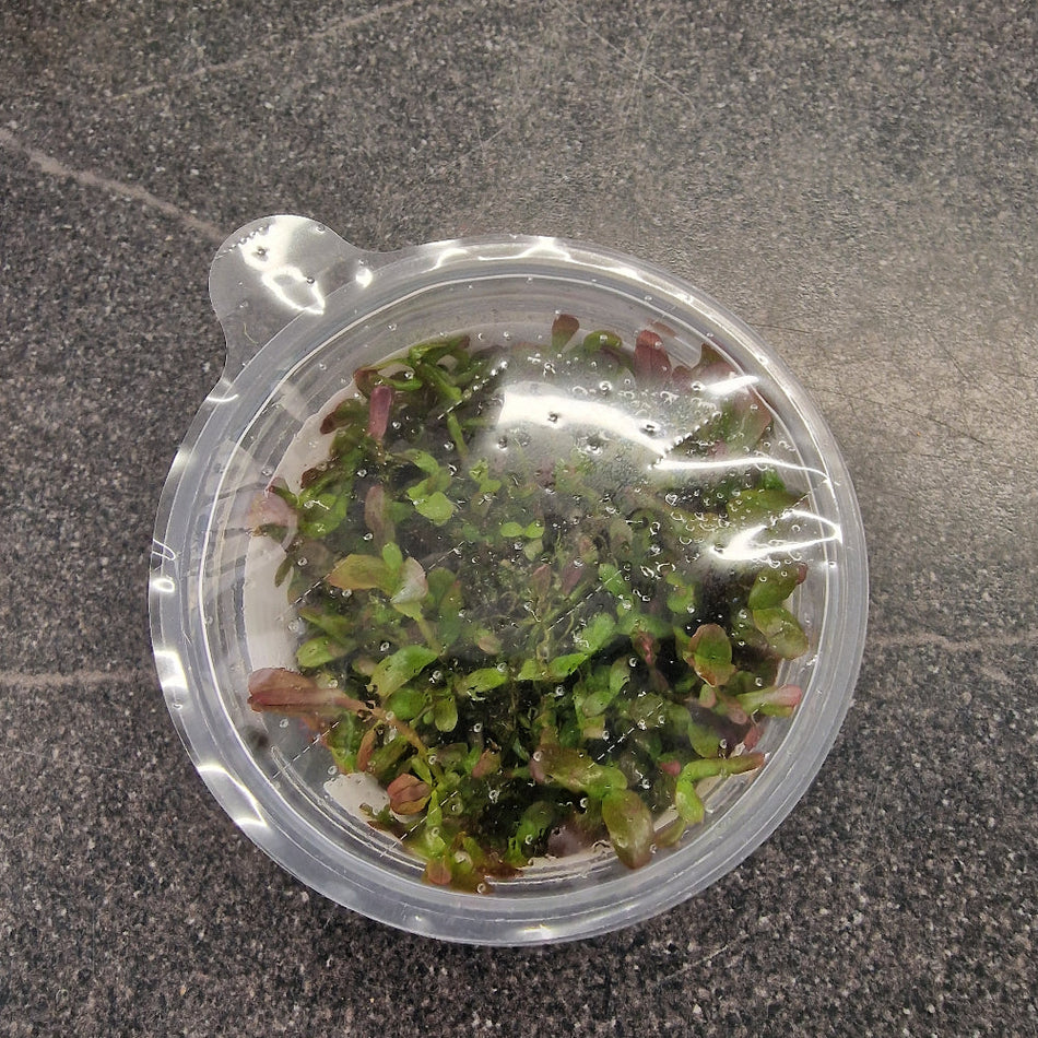 Rotala Rotundifolia 'Blood Red' 1-2-Grow