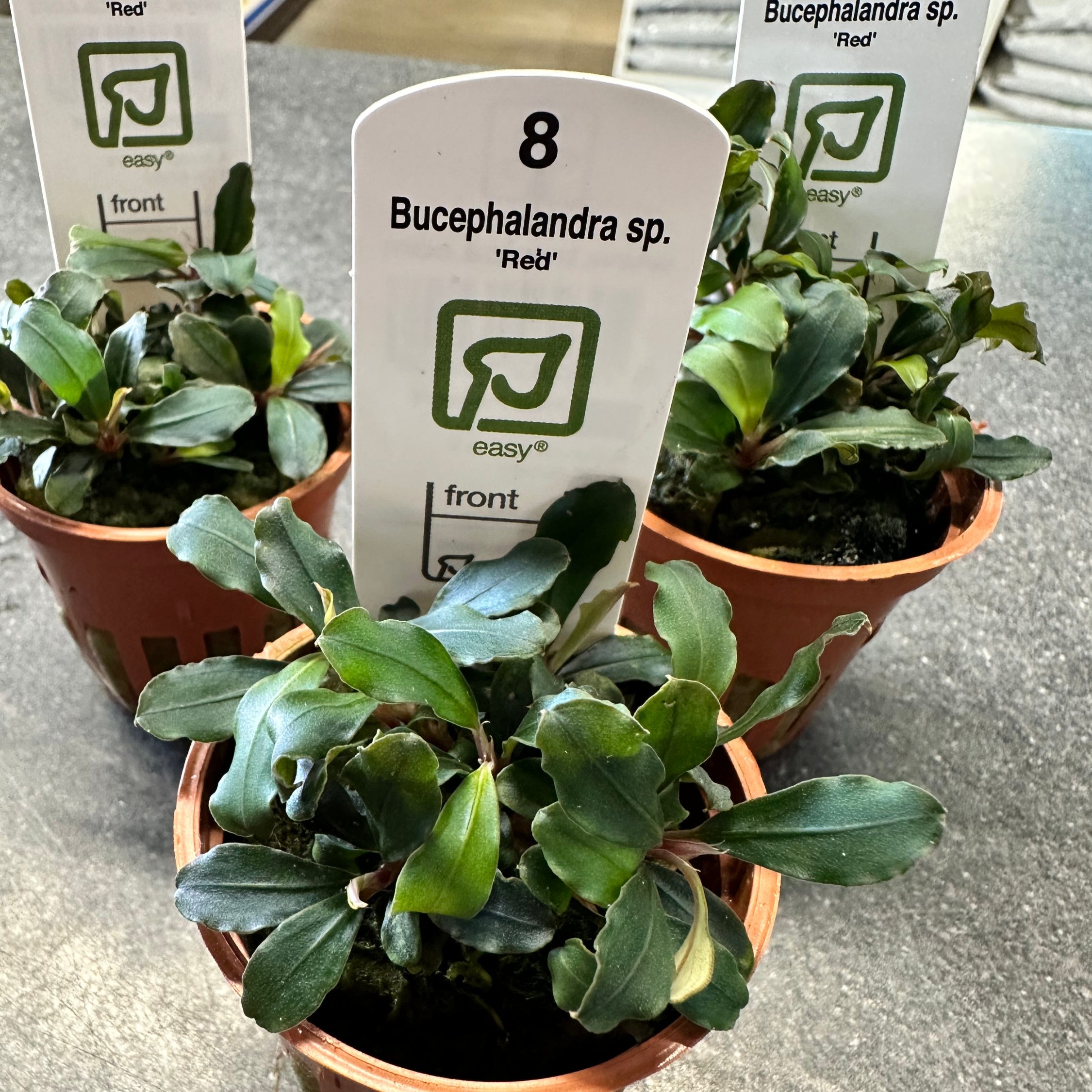 Bucephalandra – Byrkley Aquatics