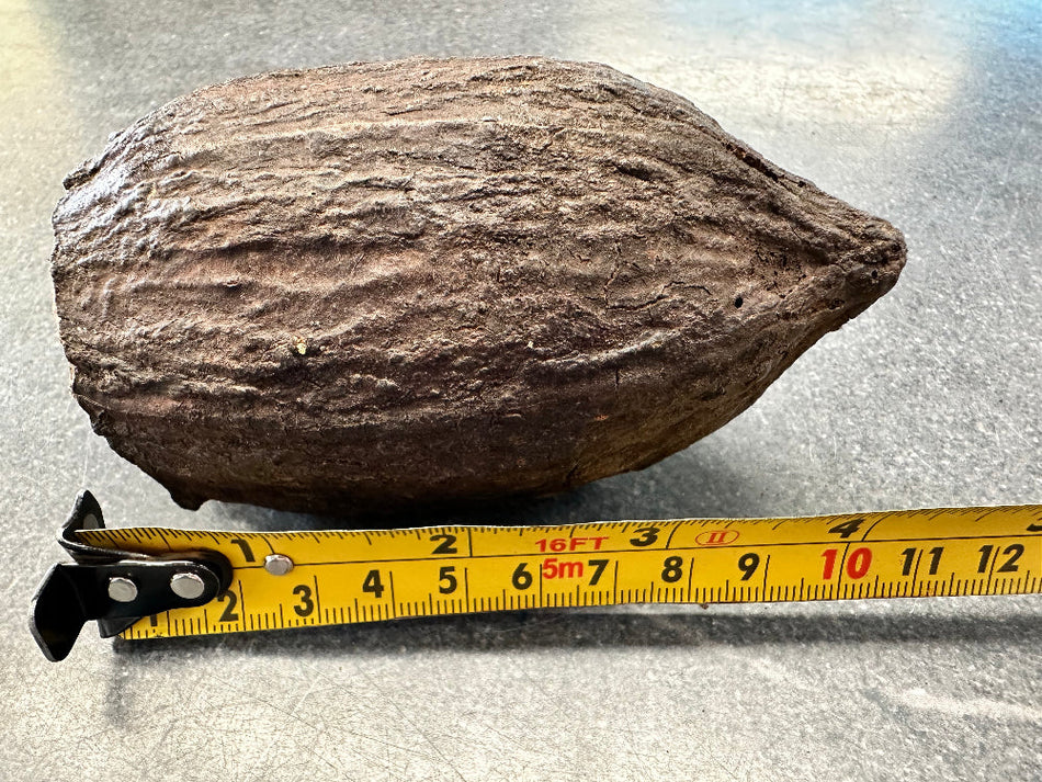 Cocoa Pods Single