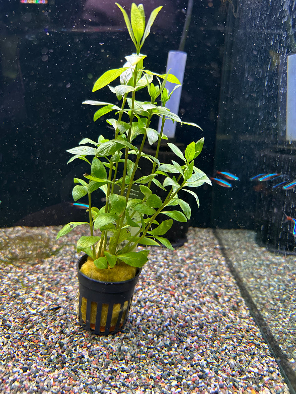 Hygrophila Polysperma Potted Plant