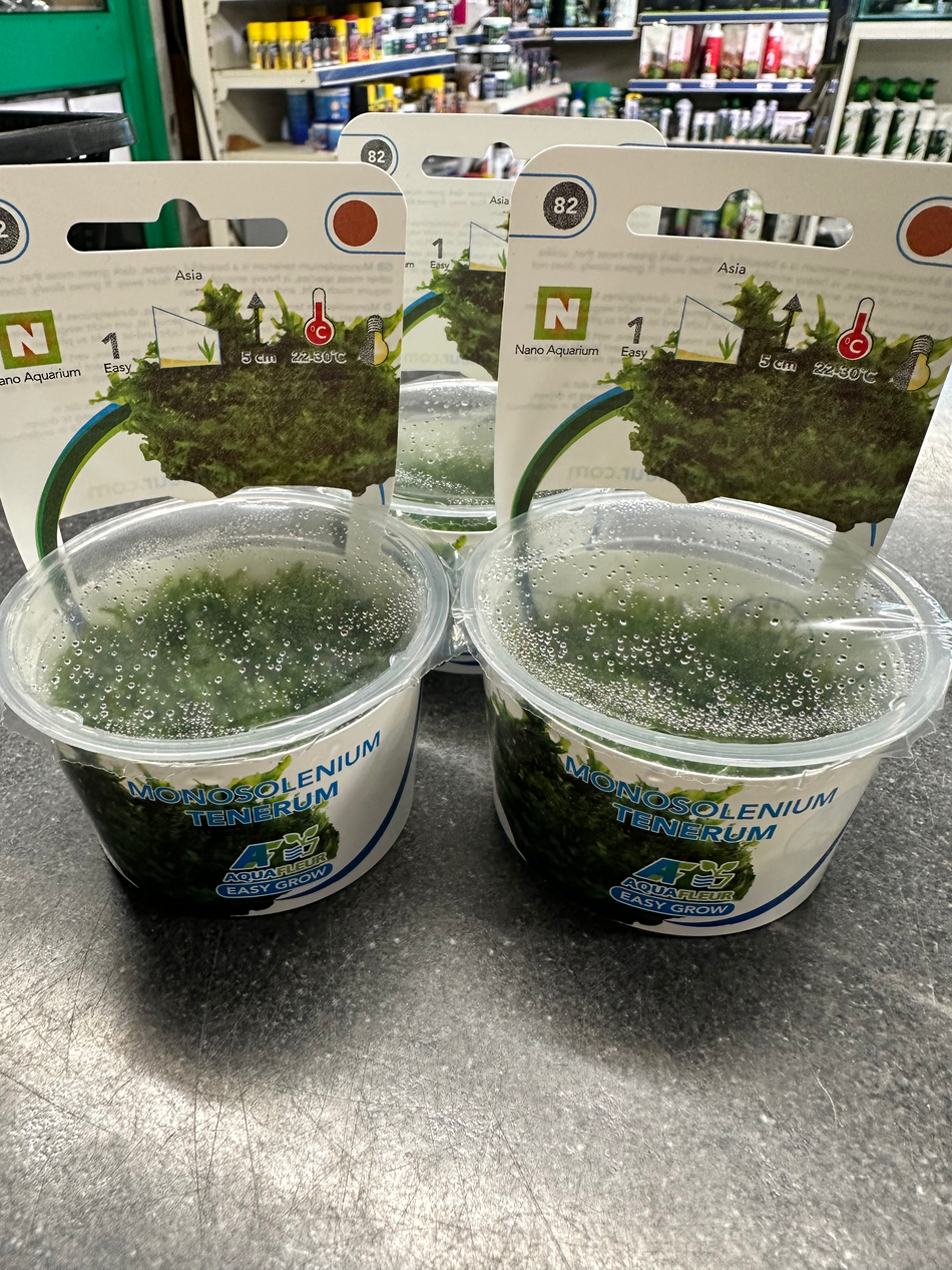 Monosolenium Tenerum Aquafleur Invitro Pot