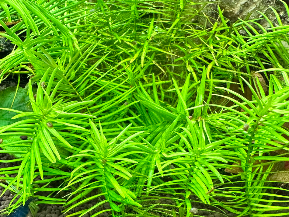 Didiplis Diandra Plant Invitro Pot