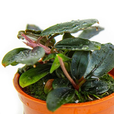 Bucephalandra – Byrkley Aquatics