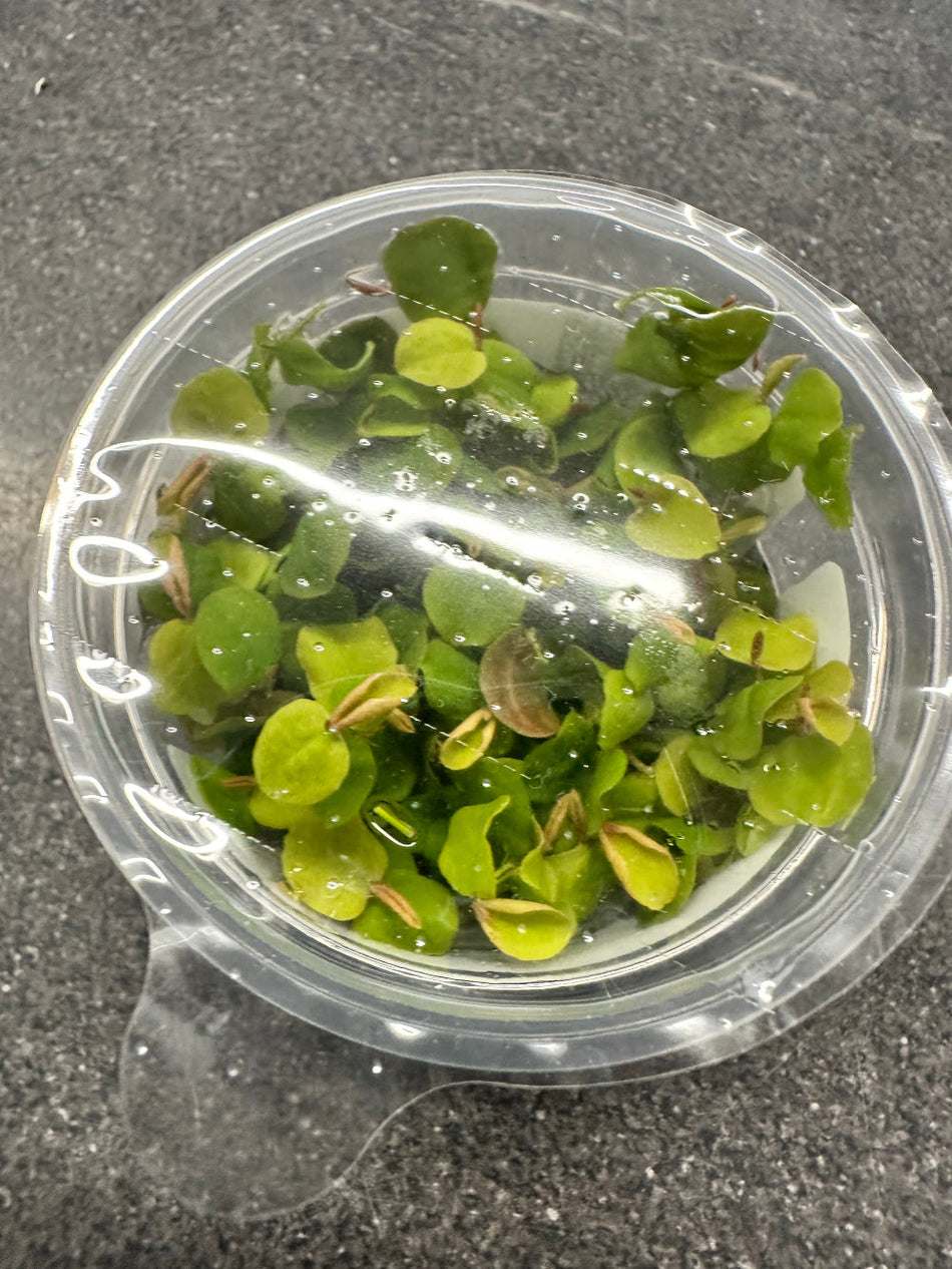 Phyllanthus Fluitan Tropica 1,2 Grow