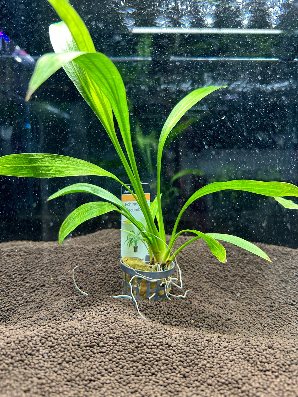Echinodorus Decumbens Potted AF