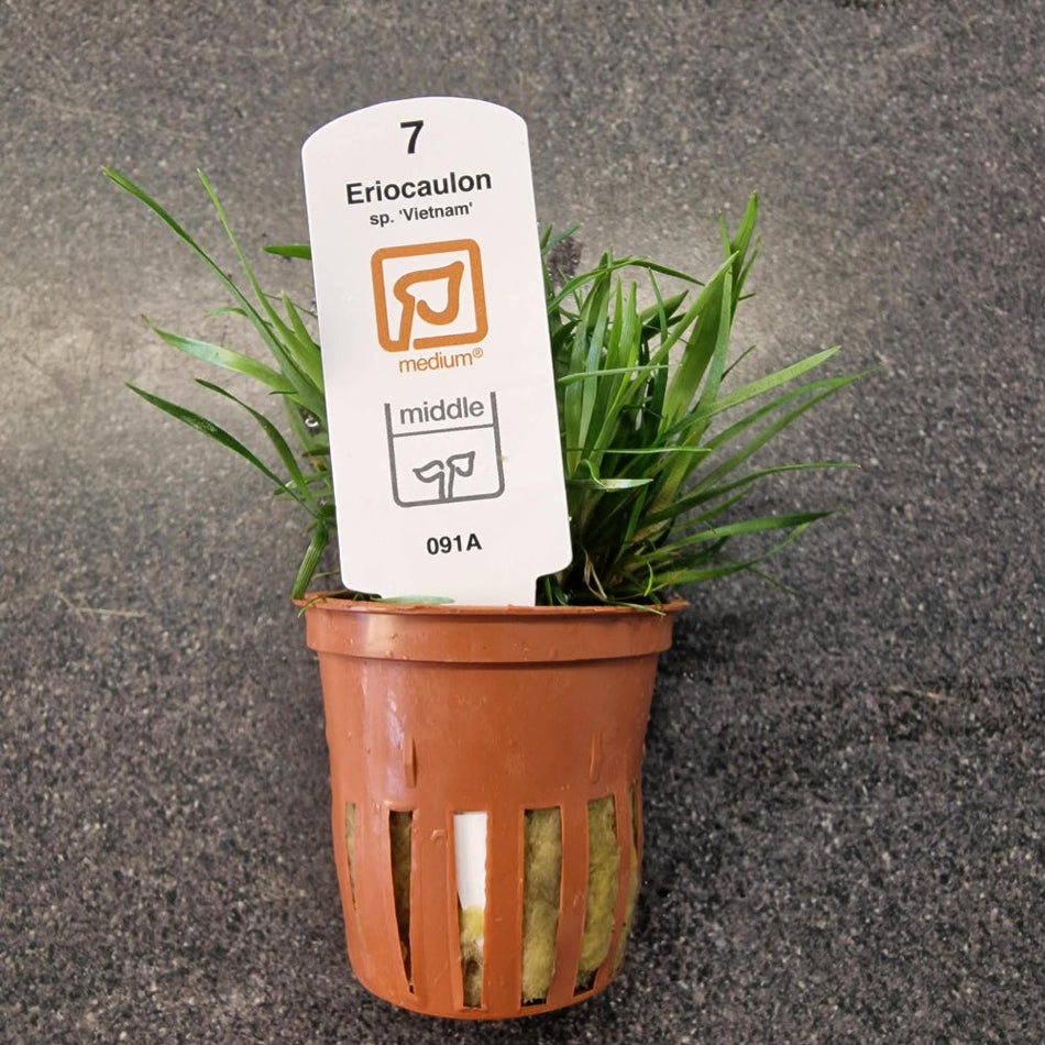 Ericaulon Sp. Vietnam Tropica Potted Aquarium Plant