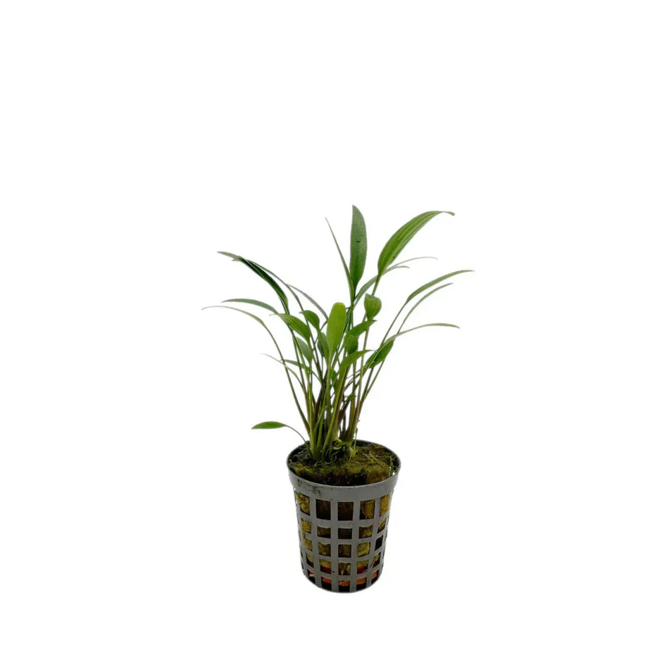 Cryptocoryne Amicorum Potted Aquarium Plant Aqua fleur