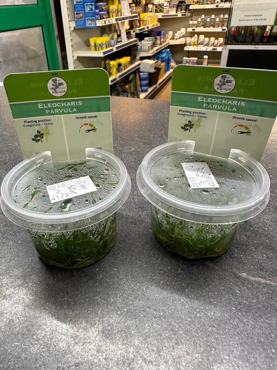 Eleocharis Parvula Invitro