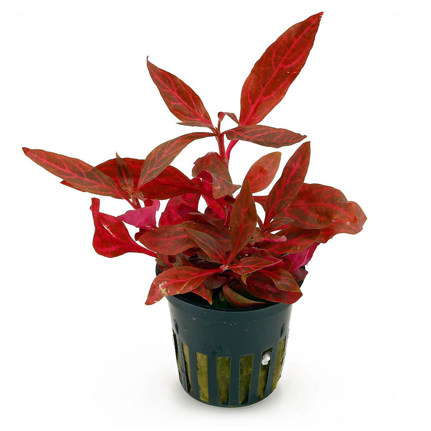 Alternathera Rosaefolia Rosenvig Aquarium Plant