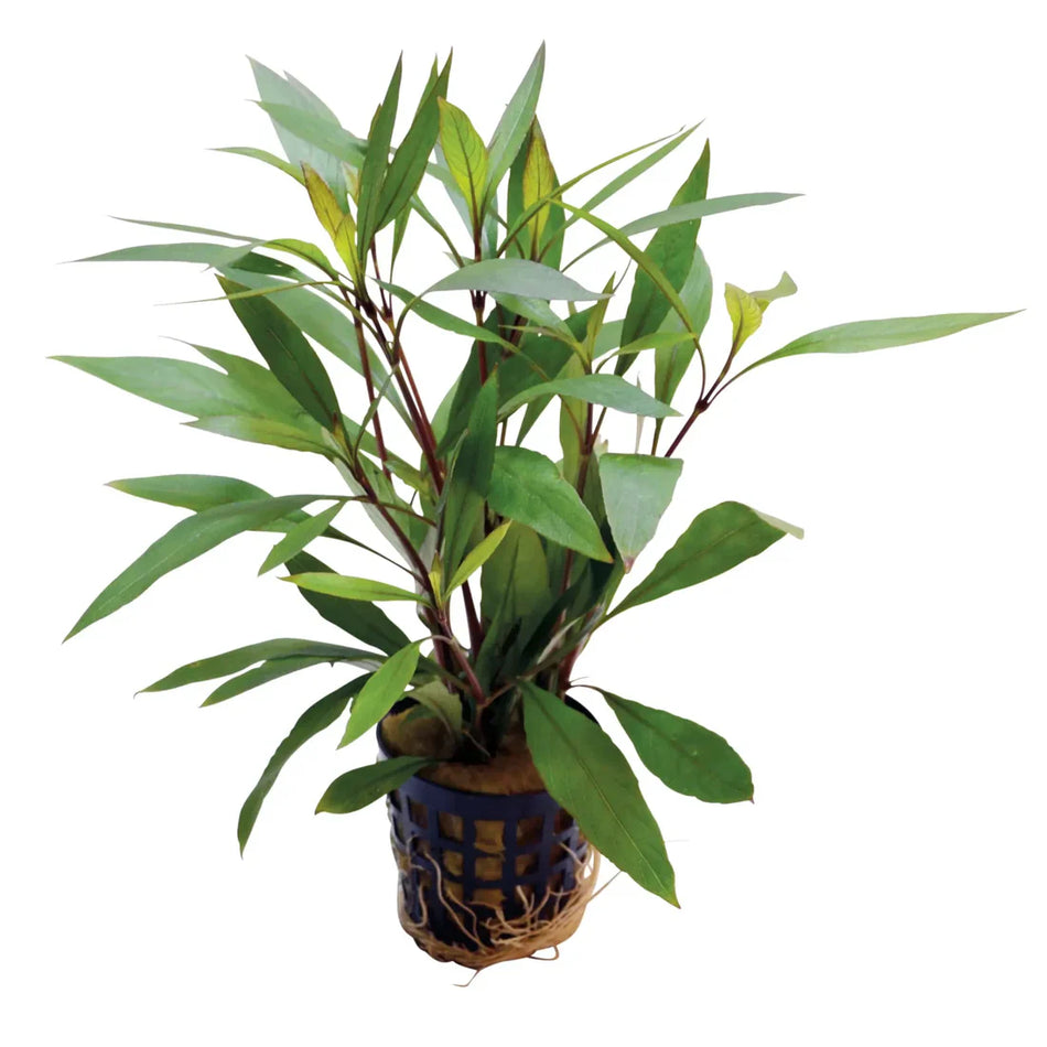 Hygrophila Corymbosa Thailand Potted Aquarium Plant Aquafleur