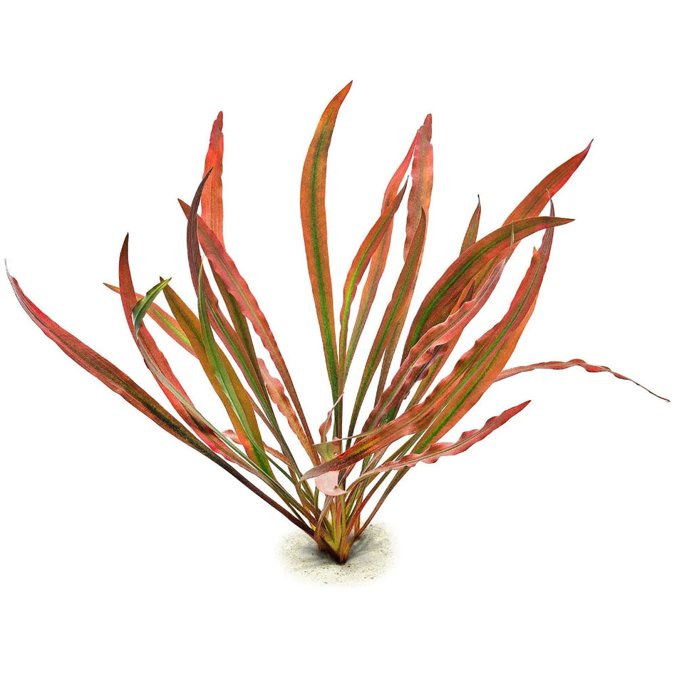 Tropica Cryptocoryne Spiralis 'Red' Potted Aquarium Plant