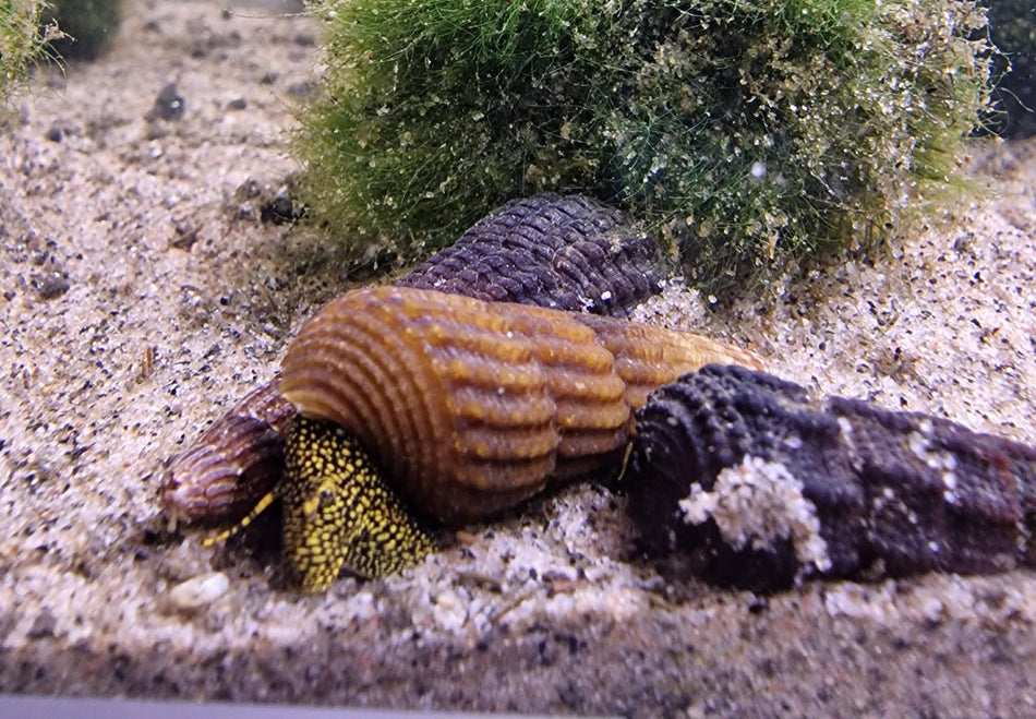 Rabbit Snails - Tylomelania Sp - Poso Snail