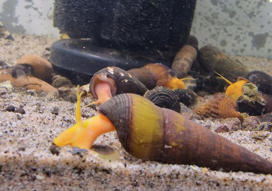 Rabbit Snails - Tylomelania Sp - Poso Snail